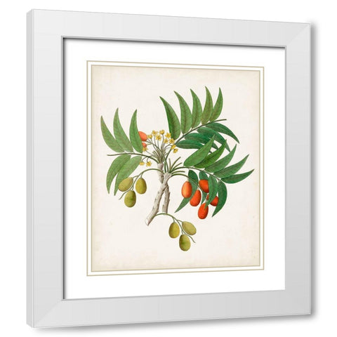 Botanical of the Tropics VI White Modern Wood Framed Art Print with Double Matting by Unknown