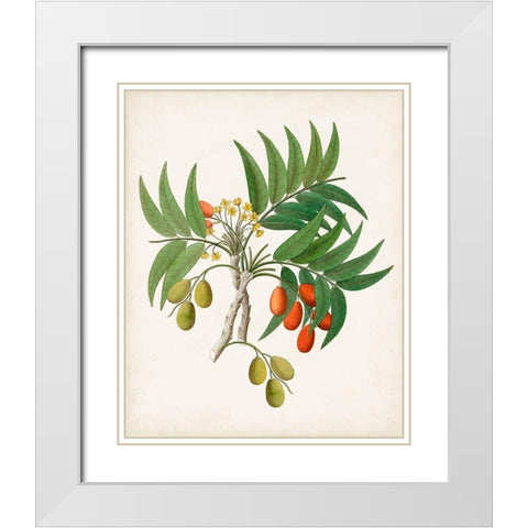 Botanical of the Tropics VI White Modern Wood Framed Art Print with Double Matting by Unknown