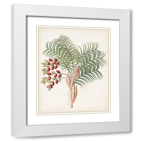 Botanical of the Tropics VII White Modern Wood Framed Art Print with Double Matting by Unknown