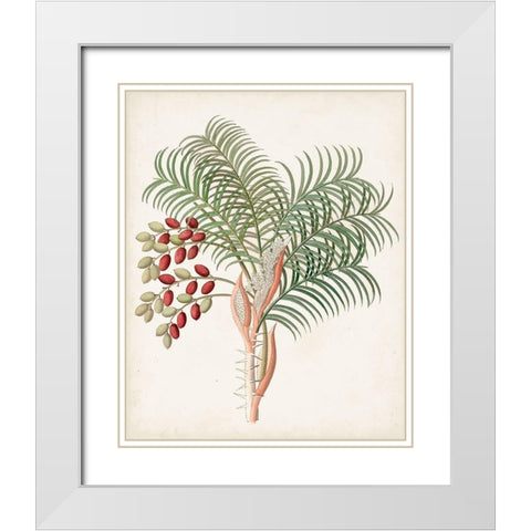 Botanical of the Tropics VII White Modern Wood Framed Art Print with Double Matting by Unknown