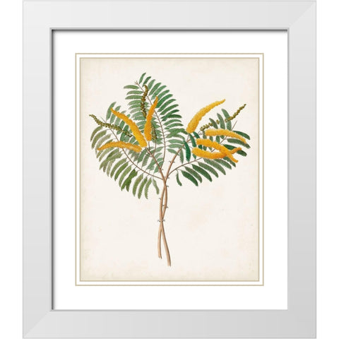 Botanical of the Tropics VIII White Modern Wood Framed Art Print with Double Matting by Unknown