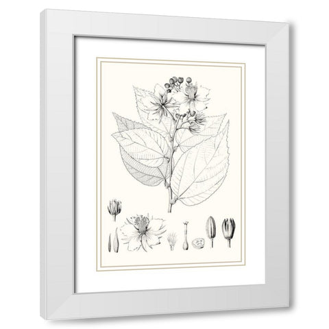 Illustrative Leaves III White Modern Wood Framed Art Print with Double Matting by Vision Studio