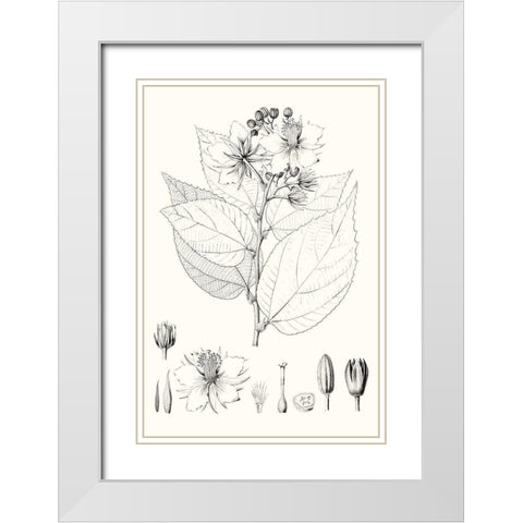 Illustrative Leaves III White Modern Wood Framed Art Print with Double Matting by Vision Studio