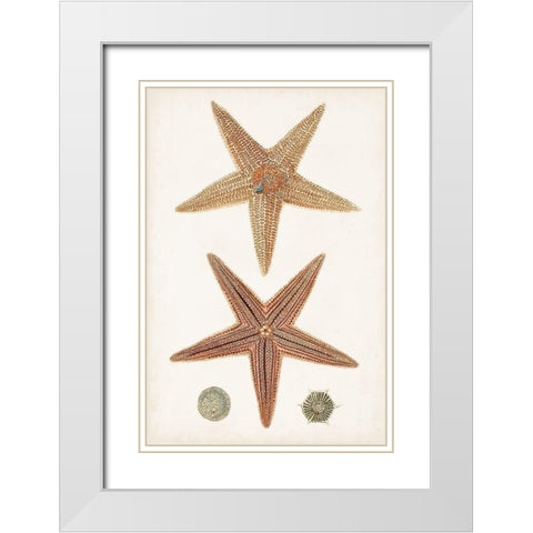 Coastal Curiosity I White Modern Wood Framed Art Print with Double Matting by Unknown