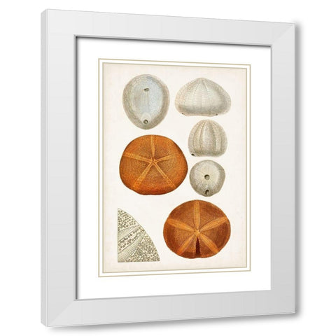 Coastal Curiosity II White Modern Wood Framed Art Print with Double Matting by Unknown