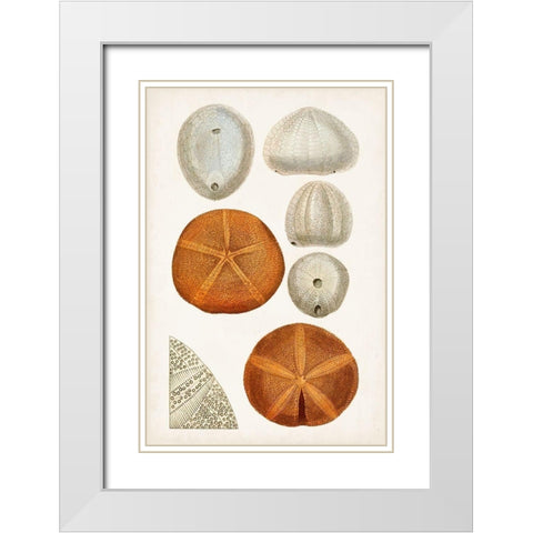 Coastal Curiosity II White Modern Wood Framed Art Print with Double Matting by Unknown