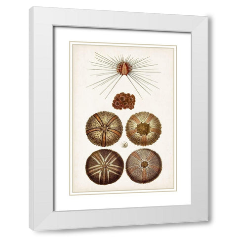 Coastal Curiosity IV White Modern Wood Framed Art Print with Double Matting by Unknown