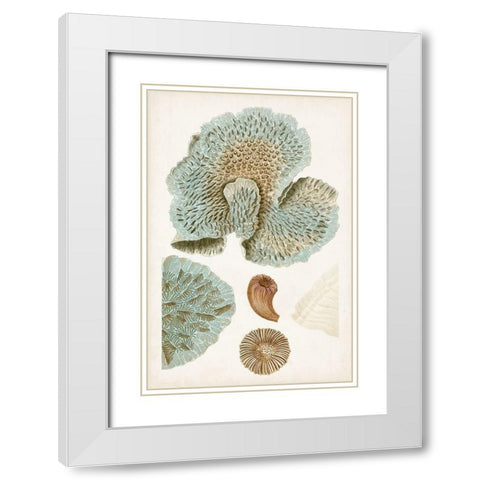Coastal Curiosity V White Modern Wood Framed Art Print with Double Matting by Unknown