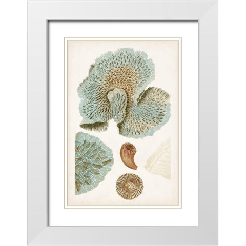 Coastal Curiosity V White Modern Wood Framed Art Print with Double Matting by Unknown