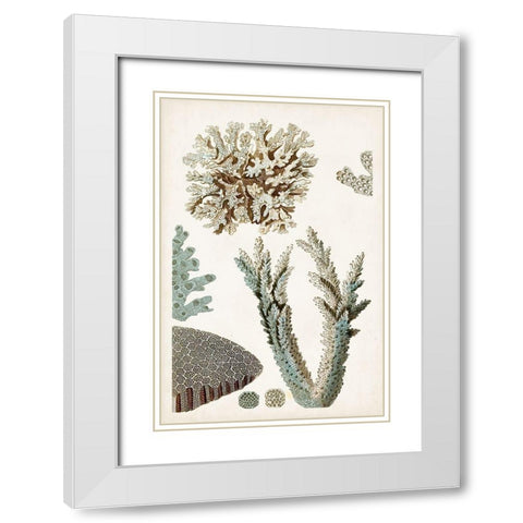 Coastal Curiosity VI White Modern Wood Framed Art Print with Double Matting by Unknown