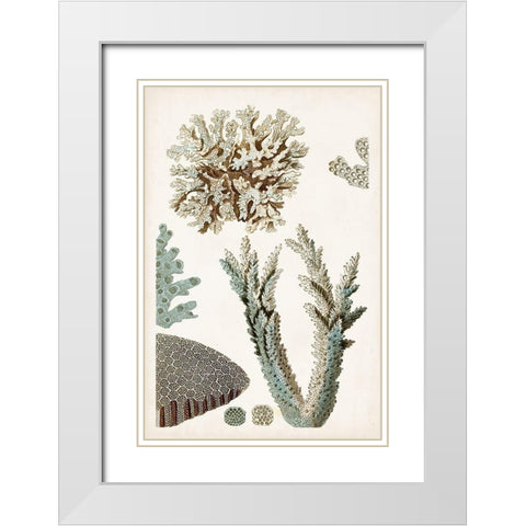 Coastal Curiosity VI White Modern Wood Framed Art Print with Double Matting by Unknown
