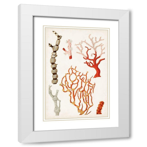 Coastal Curiosity VII White Modern Wood Framed Art Print with Double Matting by Unknown