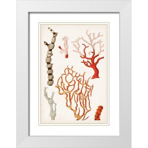 Coastal Curiosity VII White Modern Wood Framed Art Print with Double Matting by Unknown