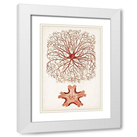 Coastal Curiosity VIII White Modern Wood Framed Art Print with Double Matting by Unknown