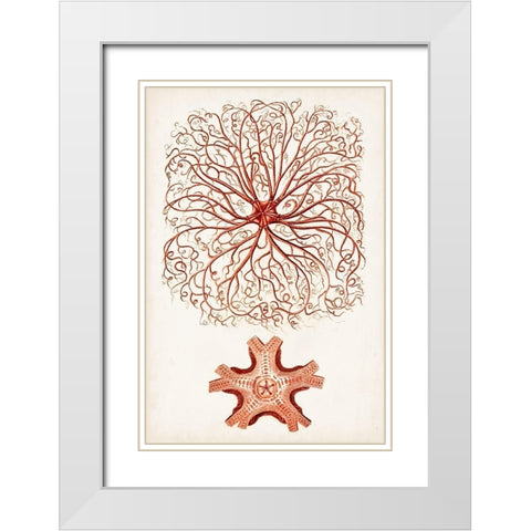 Coastal Curiosity VIII White Modern Wood Framed Art Print with Double Matting by Unknown