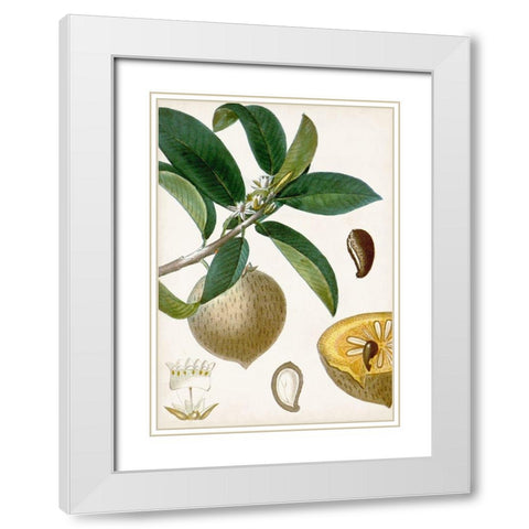 Turpin Tropical Fruit I White Modern Wood Framed Art Print with Double Matting by Turpin