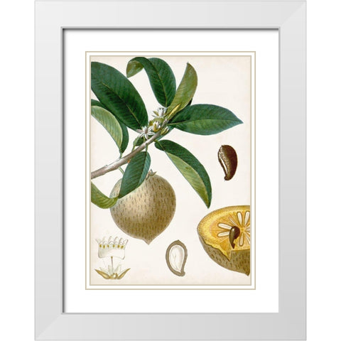 Turpin Tropical Fruit I White Modern Wood Framed Art Print with Double Matting by Turpin