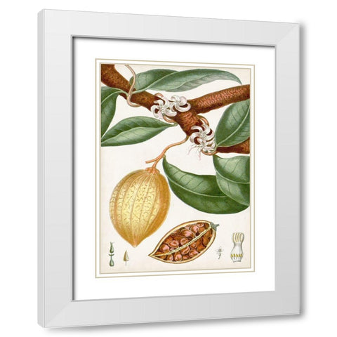 Turpin Tropical Fruit II White Modern Wood Framed Art Print with Double Matting by Turpin