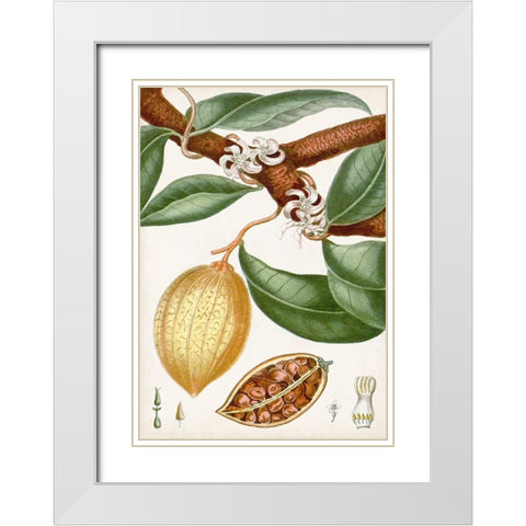 Turpin Tropical Fruit II White Modern Wood Framed Art Print with Double Matting by Turpin