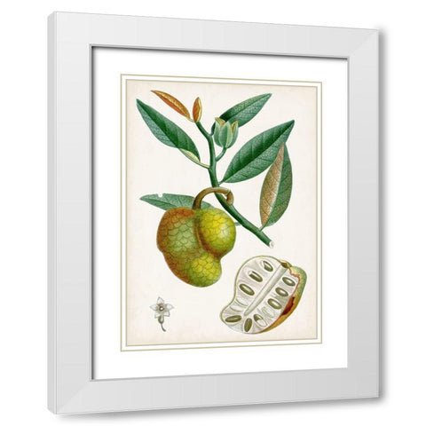 Turpin Tropical Fruit III White Modern Wood Framed Art Print with Double Matting by Turpin