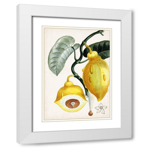 Turpin Tropical Fruit IV White Modern Wood Framed Art Print with Double Matting by Turpin