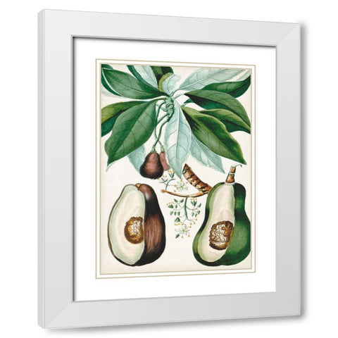 Turpin Tropical Fruit V White Modern Wood Framed Art Print with Double Matting by Turpin
