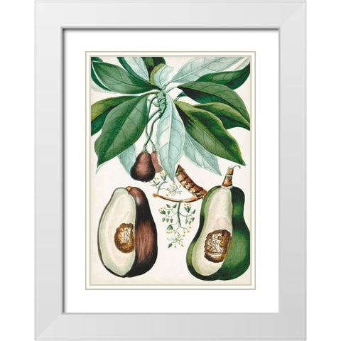 Turpin Tropical Fruit V White Modern Wood Framed Art Print with Double Matting by Turpin