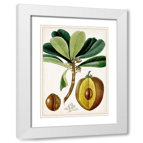 Turpin Tropical Fruit VI White Modern Wood Framed Art Print with Double Matting by Turpin