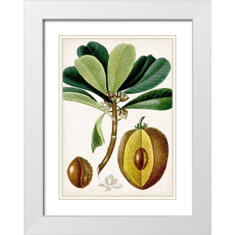 Turpin Tropical Fruit VI White Modern Wood Framed Art Print with Double Matting by Turpin