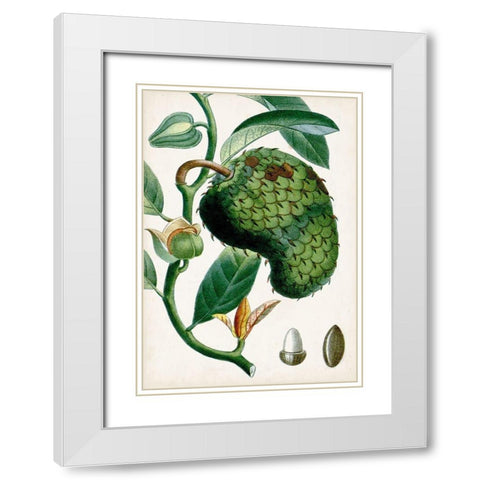 Turpin Tropical Fruit VIII White Modern Wood Framed Art Print with Double Matting by Turpin