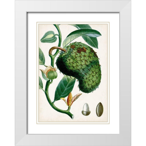 Turpin Tropical Fruit VIII White Modern Wood Framed Art Print with Double Matting by Turpin
