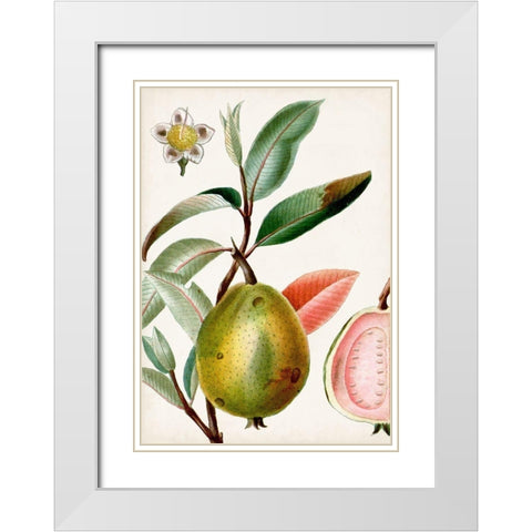 Turpin Tropical Fruit IX White Modern Wood Framed Art Print with Double Matting by Turpin