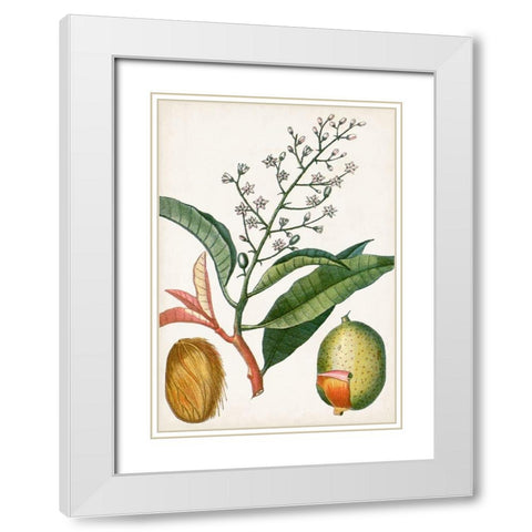 Turpin Tropical Fruit X White Modern Wood Framed Art Print with Double Matting by Turpin