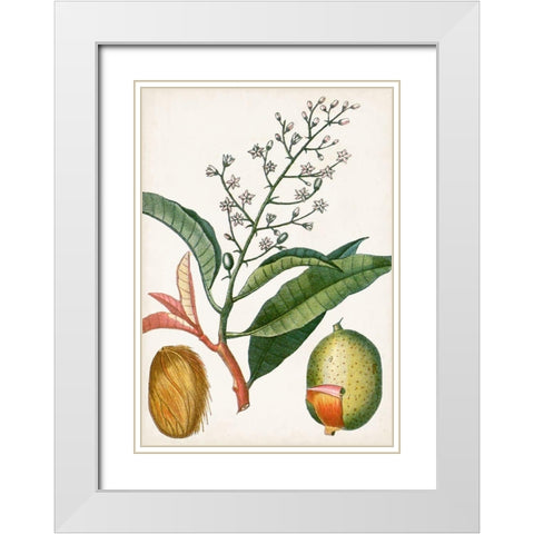 Turpin Tropical Fruit X White Modern Wood Framed Art Print with Double Matting by Turpin