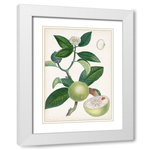 Turpin Tropical Fruit XI White Modern Wood Framed Art Print with Double Matting by Turpin