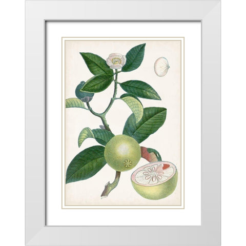 Turpin Tropical Fruit XI White Modern Wood Framed Art Print with Double Matting by Turpin
