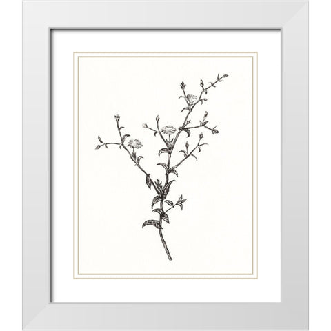 Wild Bloom Sketch II White Modern Wood Framed Art Print with Double Matting by Warren, Annie