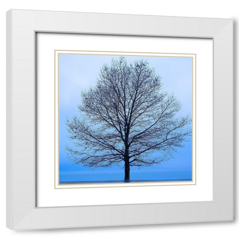 November Tree White Modern Wood Framed Art Print with Double Matting by McLoughlin, James