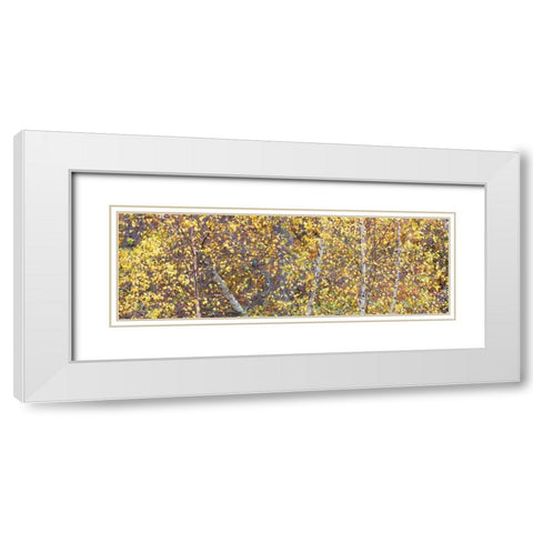 Tree Panorama III White Modern Wood Framed Art Print with Double Matting by McLoughlin, James