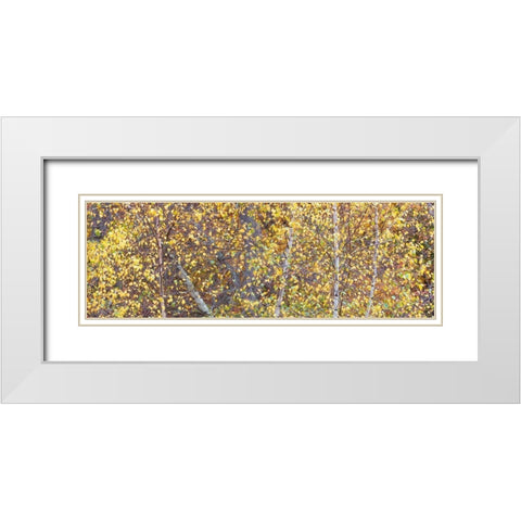 Tree Panorama III White Modern Wood Framed Art Print with Double Matting by McLoughlin, James