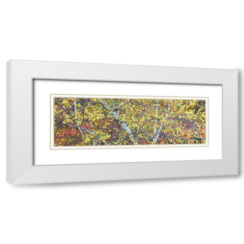 Tree Panorama IV White Modern Wood Framed Art Print with Double Matting by McLoughlin, James