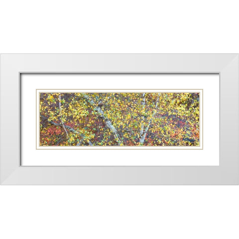 Tree Panorama IV White Modern Wood Framed Art Print with Double Matting by McLoughlin, James