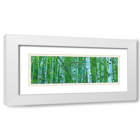 Tree Panorama V White Modern Wood Framed Art Print with Double Matting by McLoughlin, James