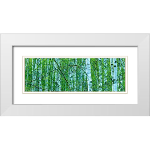 Tree Panorama V White Modern Wood Framed Art Print with Double Matting by McLoughlin, James