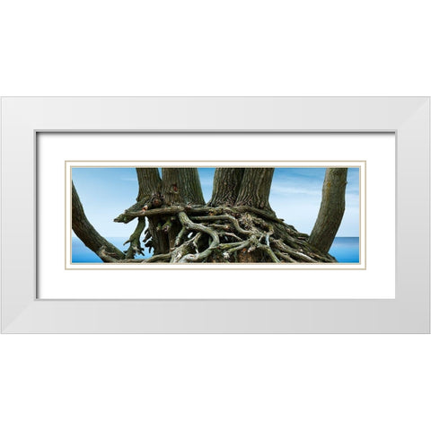 Tree Panorama VII White Modern Wood Framed Art Print with Double Matting by McLoughlin, James