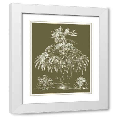 Custom Delicate Besler Botanical I White Modern Wood Framed Art Print with Double Matting by Vision Studio