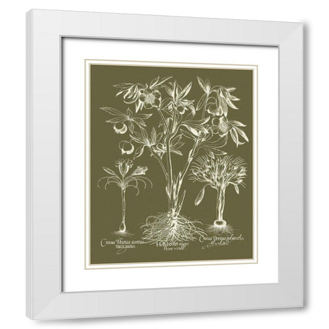 Custom Delicate Besler Botanical II White Modern Wood Framed Art Print with Double Matting by Vision Studio