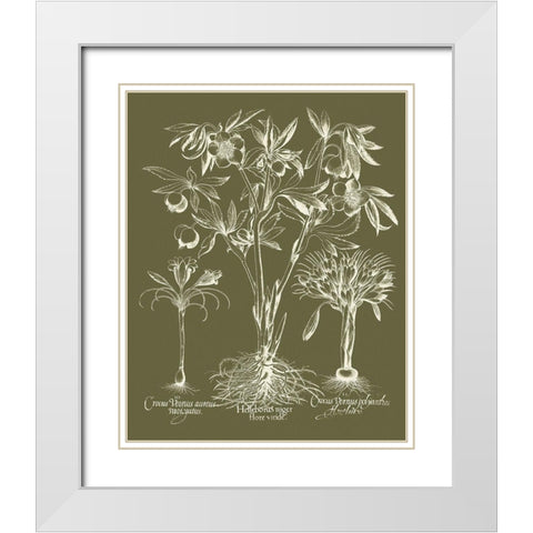 Custom Delicate Besler Botanical II White Modern Wood Framed Art Print with Double Matting by Vision Studio