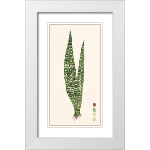 Snake Plants IV White Modern Wood Framed Art Print with Double Matting by Wang, Melissa