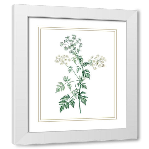 Soft Green Botanical II White Modern Wood Framed Art Print with Double Matting by Vision Studio